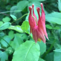 red columbine thumbnail 1