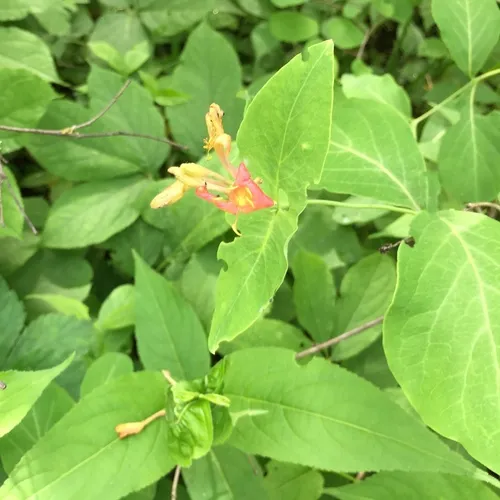 Glaucous Honeysuckle