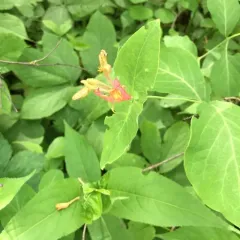 Glaucous Honeysuckle thumbnail 1