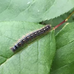 Forest Tent Caterpillar Moth thumbnail 2