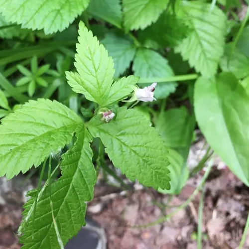 dwarf raspberry
