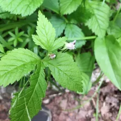 dwarf raspberry thumbnail 1