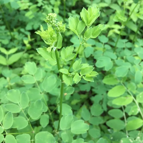 purple meadow-rue