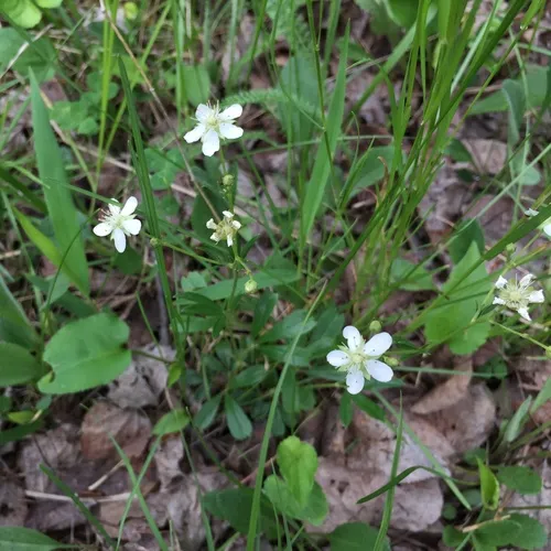 three-toothed cinquefoil