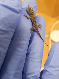 Tropical House Gecko thumbnail 2