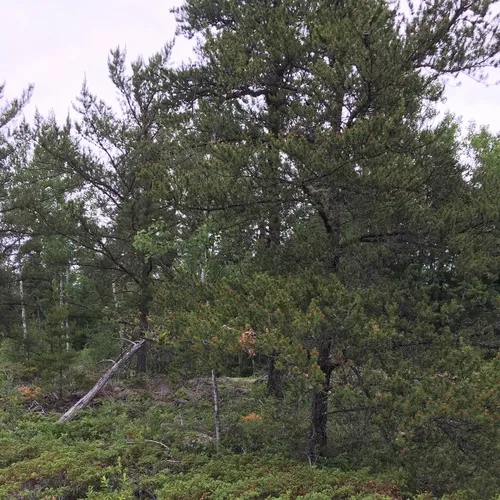 Jack pine