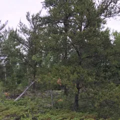 Jack pine thumbnail 1
