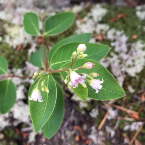 spreading dogbane