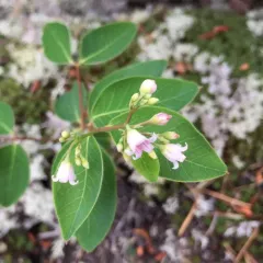 spreading dogbane thumbnail 1