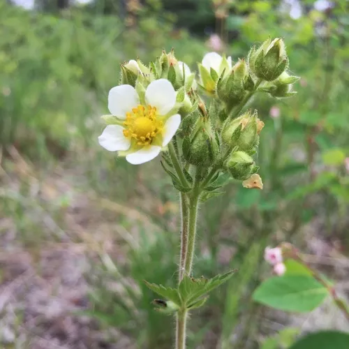 Tall Cinquefoil