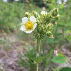 Tall Cinquefoil thumbnail 1
