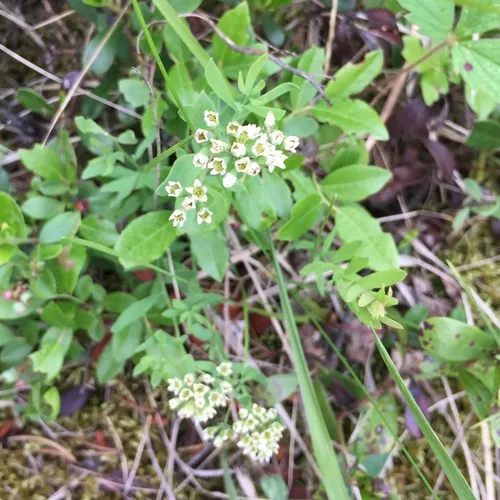 bastard toadflax