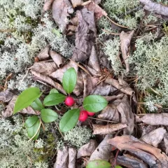 Eastern Teaberry thumbnail 1