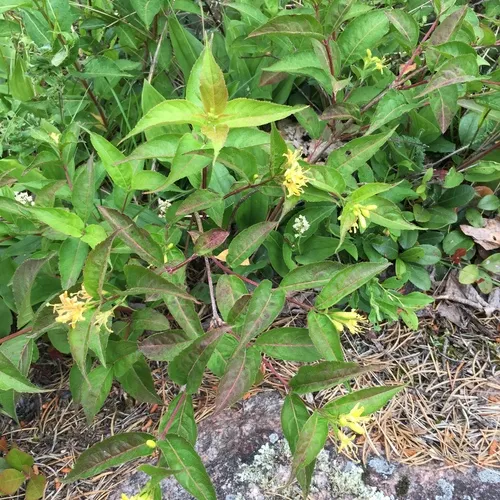 northern bush honeysuckle