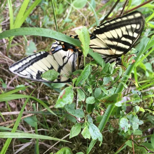 Canadian Tiger Swallowtail