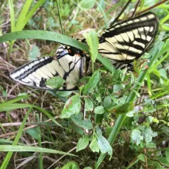 Canadian Tiger Swallowtail thumbnail 1