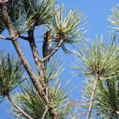 Yellow-throated Warbler thumbnail 1