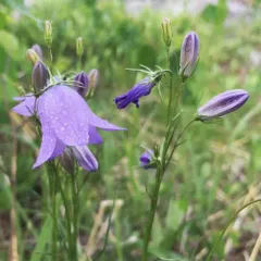 western harebell thumbnail 2