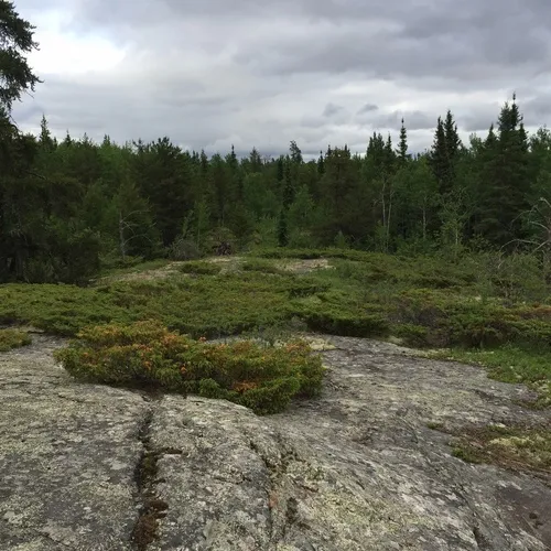 common juniper