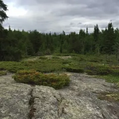 common juniper thumbnail 1