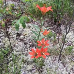 Wood Lily thumbnail 1