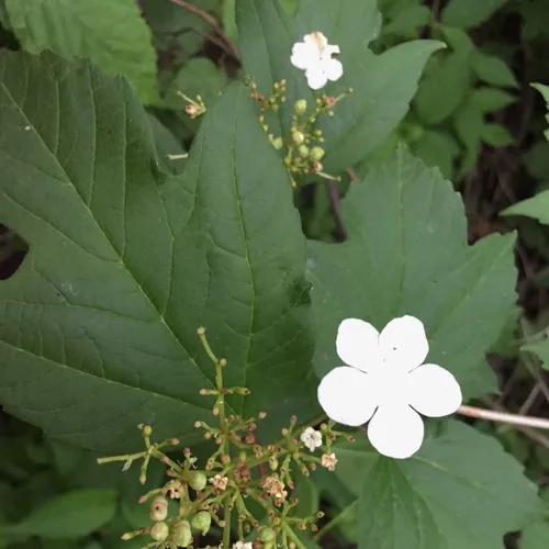 guelder-rose