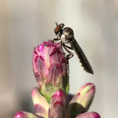 Gray Goggle Eye thumbnail 3