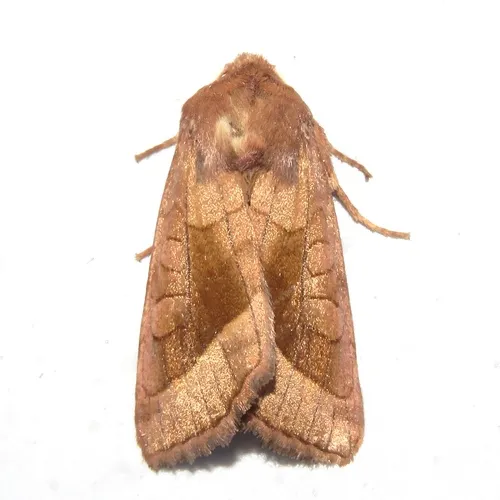 Rosy Rustic