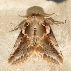 Glorious Habrosyne Moth thumbnail 2