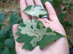 Gregarious Oak Leafminer Moth thumbnail 3