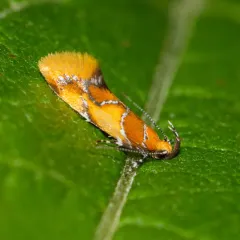 Orange-headed Callima Moth thumbnail 3