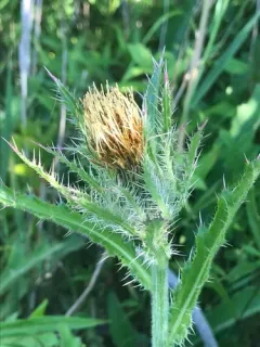bristle thistle thumbnail 4
