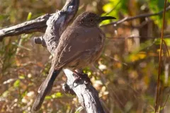 Curve-billed Thrasher thumbnail 2