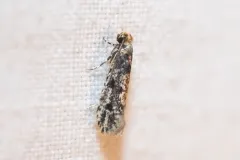 European House Moth thumbnail 2
