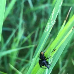 Brilliant Jumping Spider thumbnail 2
