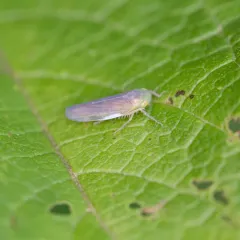 Chlorotettix tergatus thumbnail 2
