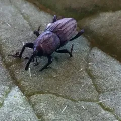 Bluegrass Billbug thumbnail 3