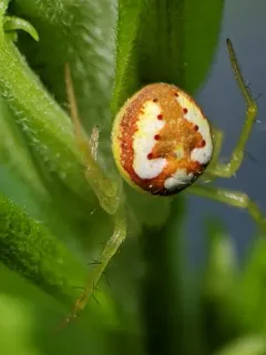Red-backed Orbweaver thumbnail 1