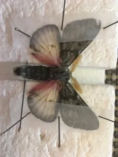 Doris' Pinemoth thumbnail 4
