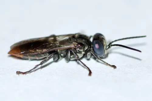 Tachysphex terminatus