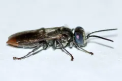 Tachysphex terminatus thumbnail 1