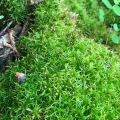 Fringed Bogmoss thumbnail 1