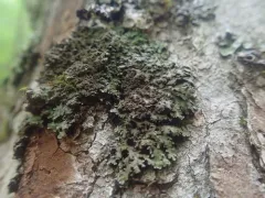 Physconia grumosa thumbnail 2