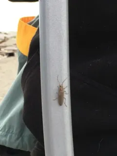 Four-marked False Blister Beetle thumbnail 2