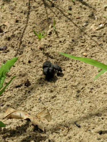 Melanocanthon nigricornis