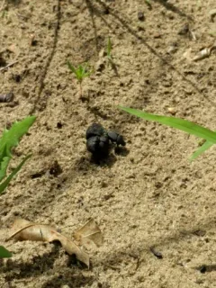 Melanocanthon nigricornis thumbnail 1