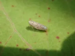 Painted Leafhopper thumbnail 4