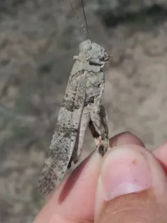 Strenuous Grasshopper thumbnail 4