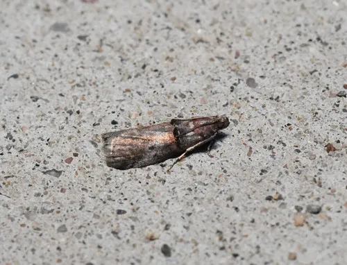 Sweetfern Leaf Casebearer Moth