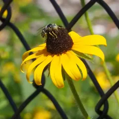 American Sand Wasp thumbnail 3